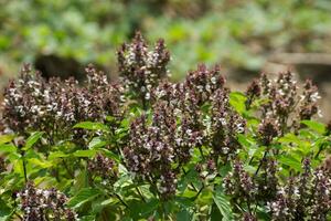 Sweet basil flower. photo