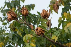 ancho hoja caoba, falso caoba semillas en árbol. foto