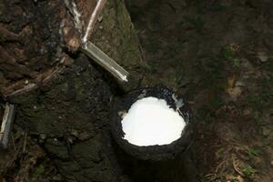 Rubber Latex of rubber trees. photo