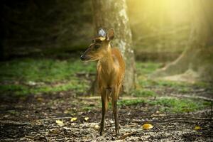 Muntiacus muntjak or fea's barking deer. photo