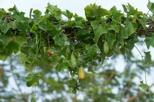 hiedra calabaza Fruta con hojas. foto