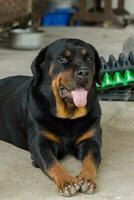 Rottweiler en el suelo. foto