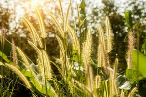 Yellow Flower grass impact sunlight. photo