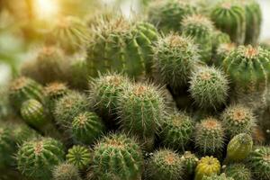 Cactus plant with sunlight. photo