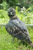 Close up of a Changeable Hawk-Eagle photo