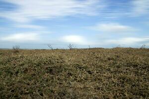 Dry grass with sky and free space. photo