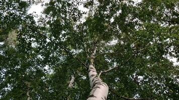 sterk wind bochten en zwaait hoog bomen, laag hoek visie video