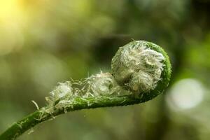 New leaf of  black tree fern. photo