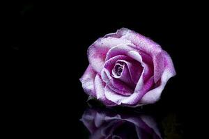 Snow on pink rose petals. photo