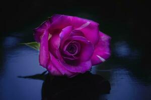 pink roses flower. photo