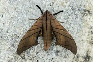 Ambulyx pryeri is a moth of the Sphingidae family photo