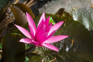 Pink waterlily in pond photo