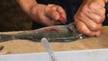 workers slicing fishes at table. video