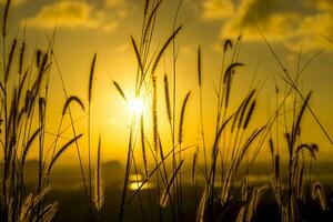 Flowers grass with light background. photo