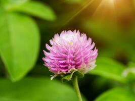 Close up of pink amaranth Flower. photo