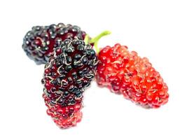 fresh organic mulberry photo