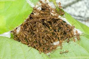 Unity of ants And nest building photo