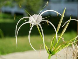 Crinum Lily, Cape Lily, Poison Bulb, Spider Lily. photo