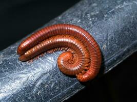 The millipede breed. photo