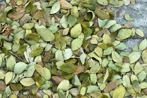 Dry leaves of the rain tree For use as fertilizer. photo