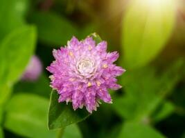 Close up of pink amaranth Flower. photo