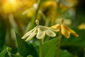 Yellow gardenia flower with sunlight. photo