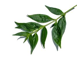 Close up The Creat plant,  Kariyat leaves with soft shadow on white background. photo