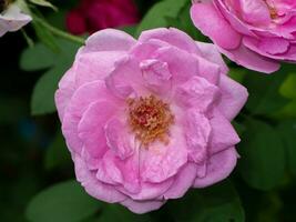 cerca arriba rosado Rosa flor con difuminar antecedentes. foto