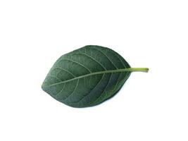 Close up leaf of Vitex trifolia plant on white background. photo