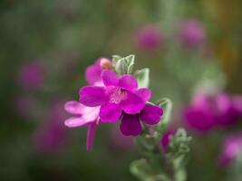 Close up Ash Plant, Barometer Brush, Purple Sage, Texas Ranger flower. photo