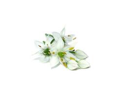 Close up Chinese Chive flower on white background. photo