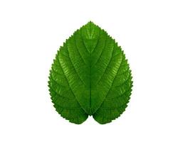 Close up green mulberry leaf on white background. photo