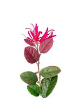 Close up Chinese fringe flower, Chinese witch hazel or Loropetalum with leaf on white background. photo