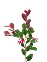 Close up Chinese fringe flower, Chinese witch hazel or Loropetalum with leaf on white background. photo