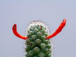 cerca arriba rojo Fruta de cactus planta con gris antecedentes. foto