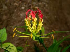 cerca arriba fuego lirio, alpinismo lirio, turco gorra flor con difuminar antecedentes. foto