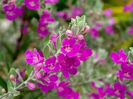 Close up Ash Plant, Barometer Brush, Purple Sage, Texas Ranger flower with leaves. photo