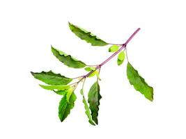 Close up Holy Basil, Sacred Basil leaves on white background. photo