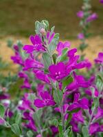 Close up Ash Plant, Barometer Brush, Purple Sage, Texas Ranger flower with leaves. photo