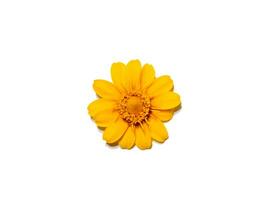 Close up Butter Daisy, Little Yellow Star flower on white background. photo