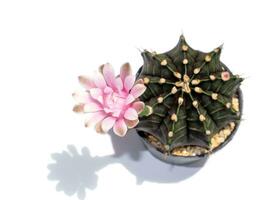 Close up Pink cactus flower with blur tree and soft shadow on white background. photo