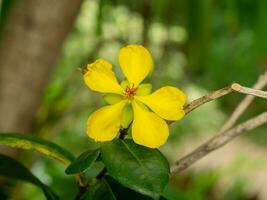 cerca arriba amarillo flor de micky ratón flor con difuminar antecedentes. foto