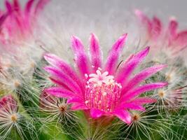 Close up of cactus plant with small flower. photo