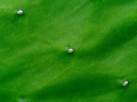 Close up green leaf of cactus background. photo