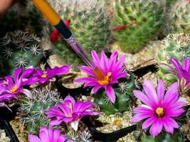 Close up the pollination of cactus flower with a brush. photo