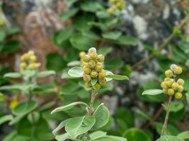 cerca arriba semillas con hoja de vitex trifolia planta antecedentes foto