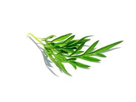 Close up leaves of cosmos plant on white background. photo