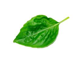 Close up Sweet Basil leaf on white background. photo