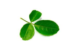 Close up of True virginia creeper leaf on white background. photo