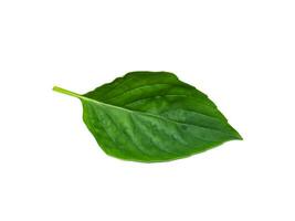 Close up Sweet Basil leaf on white background. photo